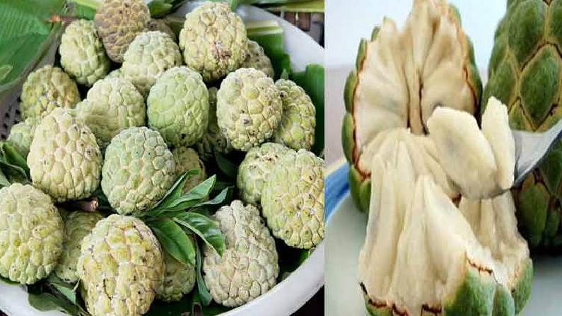 Custard Apple: ಸೀತಾಫಲ ಹಣ್ಣು ಸೇವಿಸುದರಿಂದ ಅನೇಕ ಆರೋಗ್ಯಕರ ಪ್ರಯೋಜನಗಳಿವೆ