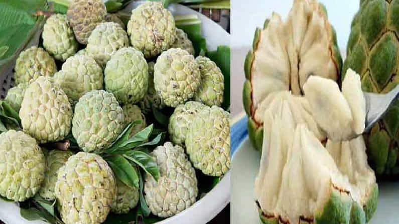 Custard Apple: ಸೀತಾಫಲ ಹಣ್ಣು ಸೇವಿಸುದರಿಂದ ಅನೇಕ ಆರೋಗ್ಯಕರ ಪ್ರಯೋಜನಗಳಿವೆ Custard Apple: ಸೀತಾಫಲ ಹಣ್ಣು ಸೇವಿಸುದರಿಂದ ಅನೇಕ ಆರೋಗ್ಯಕರ ಪ್ರಯೋಜನಗಳಿವೆ