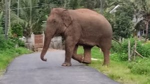 ಚಿಕ್ಕಮಗಳೂರು ಗ್ರಾಮವೊಂದಕ್ಕೆ ನುಗ್ಗಿದ ಕಾಡಾನೆ, ಜನರಿಗೆ ಆತಂಕ; ಫೋಟೋಗಳು ಇಲ್ಲಿವೆ