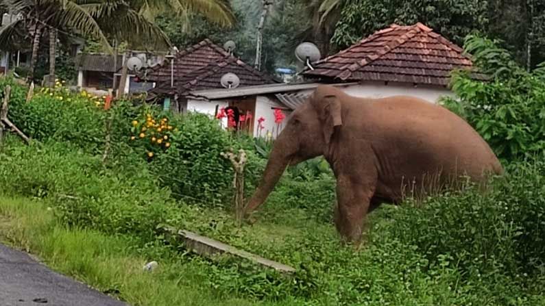 ಚಿಕ್ಕಮಗಳೂರು ಜಿಲ್ಲೆಯ ಮೂಡಿಗೆರೆ ತಾಲೂಕಿನ ಜಿ.ಹೊಸಳ್ಳಿ ಗ್ರಾಮದ ಒಳಗೆ ಕಾಡಾನೆಯೊಂದು ನುಗ್ಗಿದ್ದು, ಜನರಿಗೆ ಆತಂಕ ಹೆಚ್ಚಾಗಿದೆ.