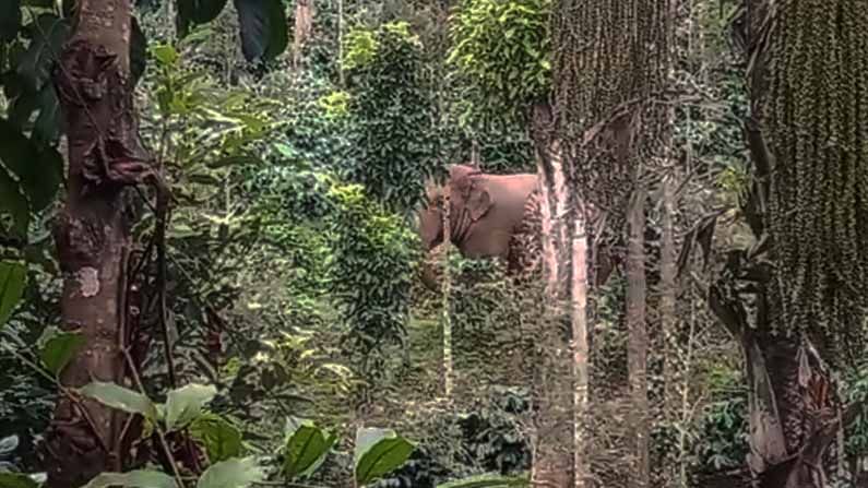 ಏಕಾಏಕಿ ಗ್ರಾಮಕ್ಕೆ ಕಾಡಾನೆ ನುಗ್ಗಿದ್ದರಿಂದ ಜನರು ಭಯಗೊಂಡಿದ್ದಾರೆ. ಮೂಲರಹಳ್ಳಿ ಗ್ರಾಮದ ಗಜಪಡೆಗಳಿಂದ ಬೆಳೆ ನಾಶವಾಗಿದೆ.