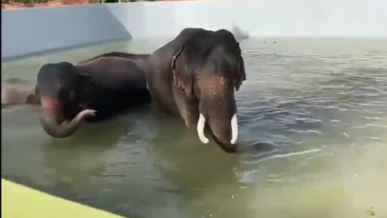 ಮೈಸೂರು ಮೃಗಾಲಯದಿಂದ ನೂತನ ಪ್ರಯೋಗ; ಆನೆಗಳಿಗಾಗಿ ಈಜುಕೊಳ ನಿರ್ಮಾಣ! ಮೈಸೂರು ಮೃಗಾಲಯದಿಂದ ನೂತನ ಪ್ರಯೋಗ; ಆನೆಗಳಿಗಾಗಿ ಈಜುಕೊಳ ನಿರ್ಮಾಣ!