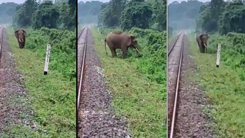 Viral Video: ರೈಲು ಹಳಿ ದಾಟಲು ಪ್ರಯತ್ನಿಸುತ್ತಿದ್ದ ಆನೆಯನ್ನು ಪ್ರಾಣಾಪಾಯದಿಂದ ರಕ್ಷಿಸಿದ ಚಾಲಕರು; ವಿಡಿಯೋ ನೋಡಿ Viral Video: ರೈಲು ಹಳಿ ದಾಟಲು ಪ್ರಯತ್ನಿಸುತ್ತಿದ್ದ ಆನೆಯನ್ನು ಪ್ರಾಣಾಪಾಯದಿಂದ ರಕ್ಷಿಸಿದ ಚಾಲಕರು; ವಿಡಿಯೋ ನೋಡಿ