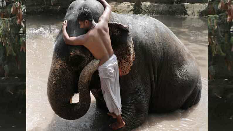 World Elephant Day 2021: ದೈತ್ಯ ಗಾತ್ರದ ಆನೆಯ ಬಗ್ಗೆ ಸಣ್ಣ ಪುಟ್ಟ ಸಂಗತಿಗಳು