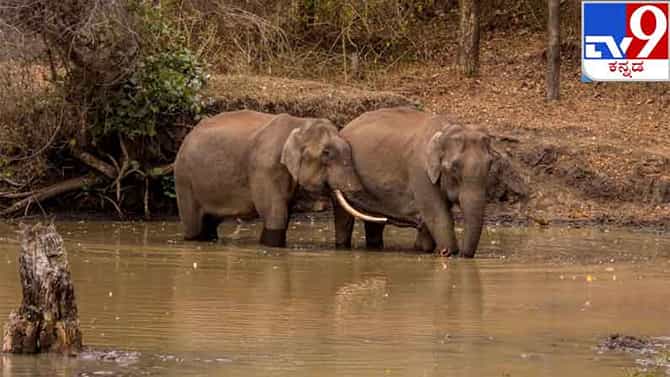 World Elephant Day 2021: ಕಾಡುಗಳಲ್ಲಿ ಅಲೆಯುವಾಗ ಕ್ಯಾಮೆರಾ ಕಣ್ಣಿಗೆ ಸಿಕ್ಕ ಆನೆಗಳು