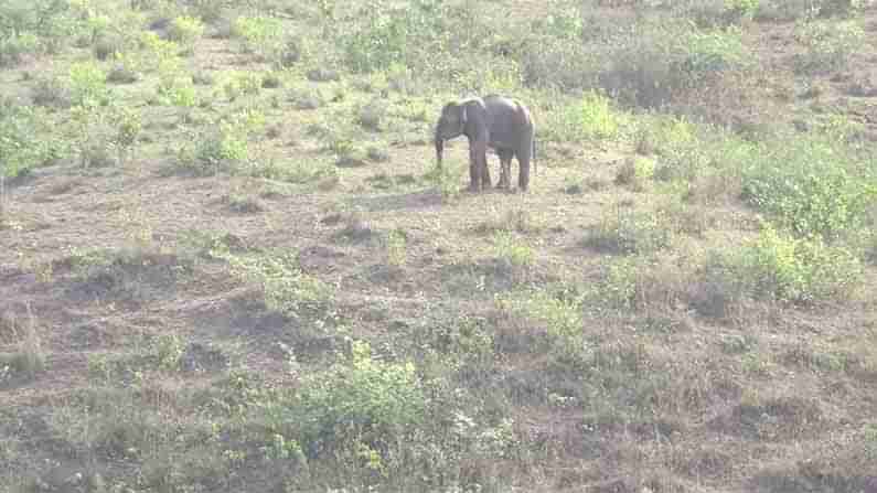 World Elephant Day 2021: ಆನೆಗಳು ಕಾಡಿನಿಂದ ನಾಡಿಗೆ ಬರುವುದು ಏತಕ್ಕೆ?