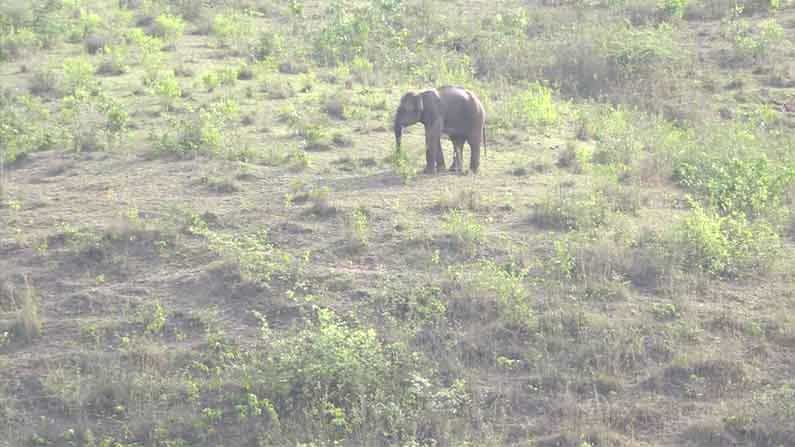 World Elephant Day 2021: ಆನೆಗಳು ಕಾಡಿನಿಂದ ನಾಡಿಗೆ ಬರುವುದು ಏತಕ್ಕೆ? World Elephant Day 2021: ಆನೆಗಳು ಕಾಡಿನಿಂದ ನಾಡಿಗೆ ಬರುವುದು ಏತಕ್ಕೆ?