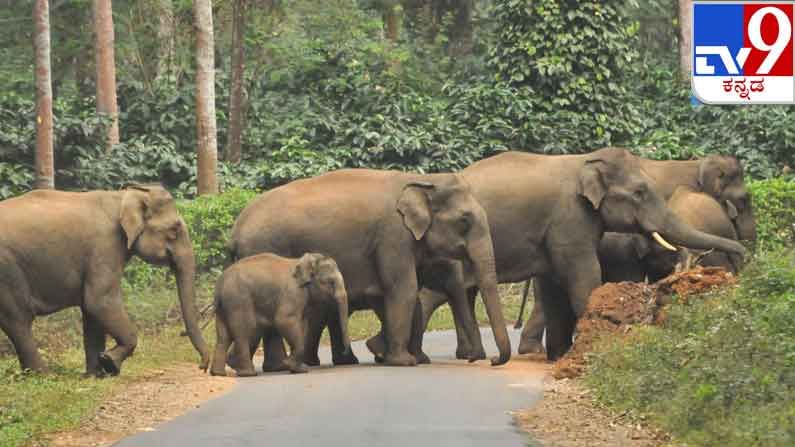 ಜತೆಯಾಗಿ ರಸ್ತೆ ದಾಟೋಣ... ಮರಿ ಆನೆ ಹುಷಾರು 