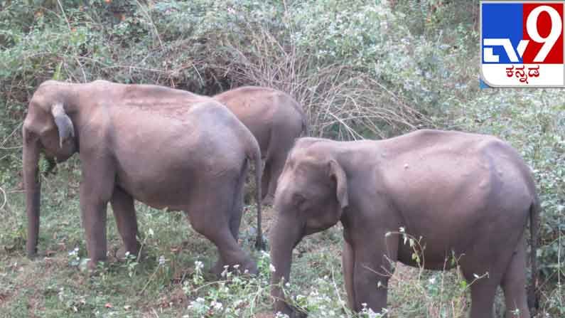 ಜತೆಯಾಗಿ ಕಾಡಲ್ಲಿ