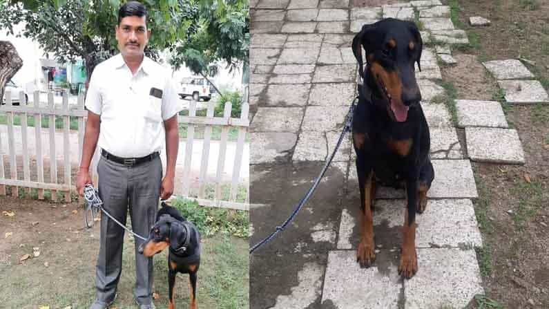 ಗುಜರಾತಿನ ವಡೋದರಾದಲ್ಲಿ 6 ರೇಪಿಸ್ಟ್ -ಕೊಲೆಗಾರರನ್ನು 20 ನಿಮಿಷಗಳಲ್ಲಿ ಪತ್ತೆ ಹಚ್ಚಿದ ಪೊಲೀಸ್ ಶ್ವಾನ 'ಜಾವಾ' ಗುಜರಾತಿನ ವಡೋದರಾದಲ್ಲಿ 6 ರೇಪಿಸ್ಟ್ -ಕೊಲೆಗಾರರನ್ನು 20 ನಿಮಿಷಗಳಲ್ಲಿ ಪತ್ತೆ ಹಚ್ಚಿದ ಪೊಲೀಸ್ ಶ್ವಾನ 'ಜಾವಾ'