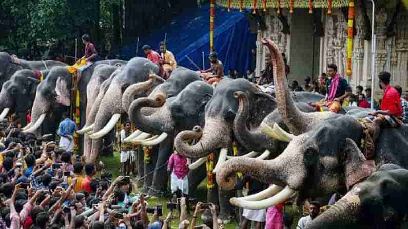 ಆನೆ, ಮಲಯಾಳಿಗಳ ಸಾಂಸ್ಕೃತಿಕ ಬದುಕಿನ ಅವಿಭಾಜ್ಯ ಅಂಗ; ಕೇರಳದ ಆನೆ ನಂಟಿನ ಹೊರಳುನೋಟ