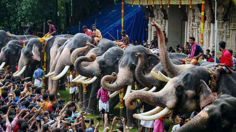 ಆನೆ, ಮಲಯಾಳಿಗಳ ಸಾಂಸ್ಕೃತಿಕ ಬದುಕಿನ ಅವಿಭಾಜ್ಯ ಅಂಗ; ಕೇರಳದ ಆನೆ ನಂಟಿನ ಹೊರಳುನೋಟ