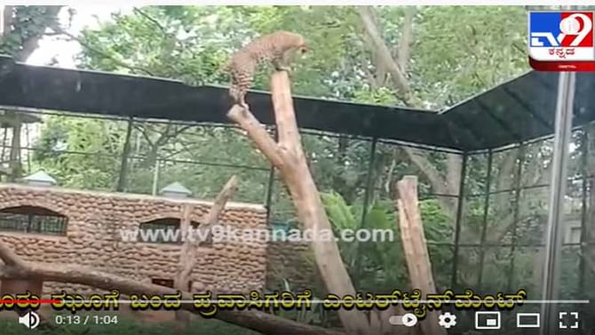 ಮೈಸೂರು ಮೃಗಾಲಯದ ಈ ಚಿರತೆ ವೀಕ್ಷಕಲ್ಲಿ ಟೋಕಿಯೋ ಒಲಂಪಿಕ್ಸ್ ಚಿತ್ರಣ ಮೂಡಿಸುತ್ತಿದೆ! ಮೈಸೂರು ಮೃಗಾಲಯದ ಈ ಚಿರತೆ ವೀಕ್ಷಕಲ್ಲಿ ಟೋಕಿಯೋ ಒಲಂಪಿಕ್ಸ್ ಚಿತ್ರಣ ಮೂಡಿಸುತ್ತಿದೆ!