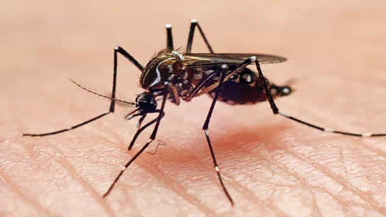 World Mosquito Day 2021: ಸೊಳ್ಳೆಗಳಿಂದ ಬರುವ ರೋಗಗಳಿಂದ ಬಚಾವಾಗಬೇಕೆ? ಇಲ್ಲಿದೆ ಸುಲಭದ ಮಾರ್ಗಗಳು World Mosquito Day 2021: ಸೊಳ್ಳೆಗಳಿಂದ ಬರುವ ರೋಗಗಳಿಂದ ಬಚಾವಾಗಬೇಕೆ? ಇಲ್ಲಿದೆ ಸುಲಭದ ಮಾರ್ಗಗಳು