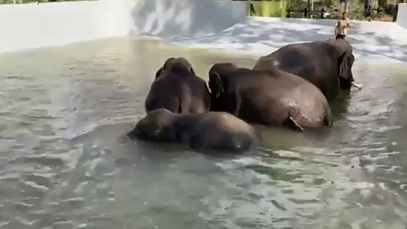 Mysuru Zoo Elephant Swimming Pool