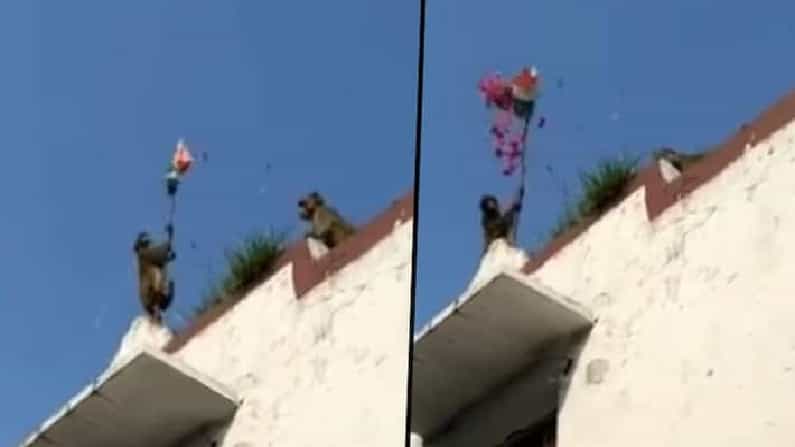 Viral Video: ಸ್ವಾತಂತ್ರ್ಯ ದಿನಾಚರಣೆಗೆ ಧ್ವಜಸ್ಥಂಭ ಹತ್ತಿ ಬಾವುಟ ಹಾರಿಸಿದ ದೇಶಪ್ರೇಮಿ ಕೋತಿ! Viral Video: ಸ್ವಾತಂತ್ರ್ಯ ದಿನಾಚರಣೆಗೆ ಧ್ವಜಸ್ಥಂಭ ಹತ್ತಿ ಬಾವುಟ ಹಾರಿಸಿದ ದೇಶಪ್ರೇಮಿ ಕೋತಿ!