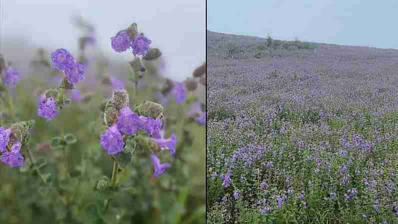 Neelakurinji Flowers: ಕೊಡಗಿನಲ್ಲಿ 12 ವರ್ಷದ ಬಳಿಕ ಅರಳಿತು ನೀಲಕುರಿಂಜಿ ಹೂವು; ನೀಲಿಮಯವಾಯ್ತು ಮಂದಲಪಟ್ಟಿ