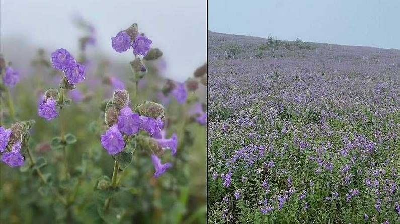 Neelakurinji Flowers: ಕೊಡಗಿನಲ್ಲಿ 12 ವರ್ಷದ ಬಳಿಕ ಅರಳಿತು ನೀಲಕುರಿಂಜಿ ಹೂವು; ನೀಲಿಮಯವಾಯ್ತು ಮಂದಲಪಟ್ಟಿ Neelakurinji Flowers: ಕೊಡಗಿನಲ್ಲಿ 12 ವರ್ಷದ ಬಳಿಕ ಅರಳಿತು ನೀಲಕುರಿಂಜಿ ಹೂವು; ನೀಲಿಮಯವಾಯ್ತು ಮಂದಲಪಟ್ಟಿ
