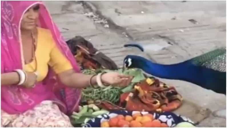 Viral Video: ನವಿಲಿಗೆ ಕೈಯಾರೆ ಕಾಳು ತಿನ್ನಿಸಿದ ತರಕಾರಿ ಮಾರುವ ಮಹಿಳೆ; ವೈರಲ್ ವಿಡಿಯೋಗೆ ಭಾರೀ ಮೆಚ್ಚುಗೆ Viral Video: ನವಿಲಿಗೆ ಕೈಯಾರೆ ಕಾಳು ತಿನ್ನಿಸಿದ ತರಕಾರಿ ಮಾರುವ ಮಹಿಳೆ; ವೈರಲ್ ವಿಡಿಯೋಗೆ ಭಾರೀ ಮೆಚ್ಚುಗೆ