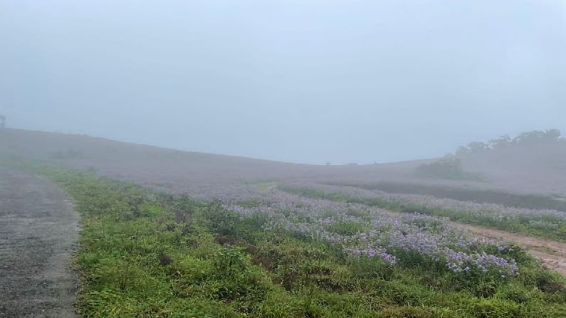 neelakurinji flowers 