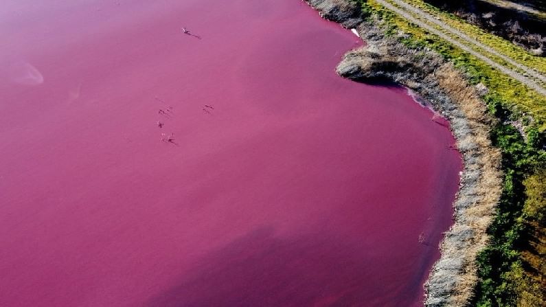 Pink Lake: ಇಲ್ಲಿನ ನದಿಗೆ ಗುಲಾಬಿ ರಂಗು; ಬಣ್ಣ ಬದಲಾಯಿಸಿದ ನೀರಿನಿಂದ ಆತಂಕ ಹೆಚ್ಚಾಗಿದ್ಯಾಕೆ?