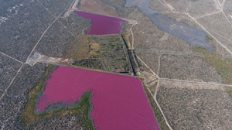 pink lake