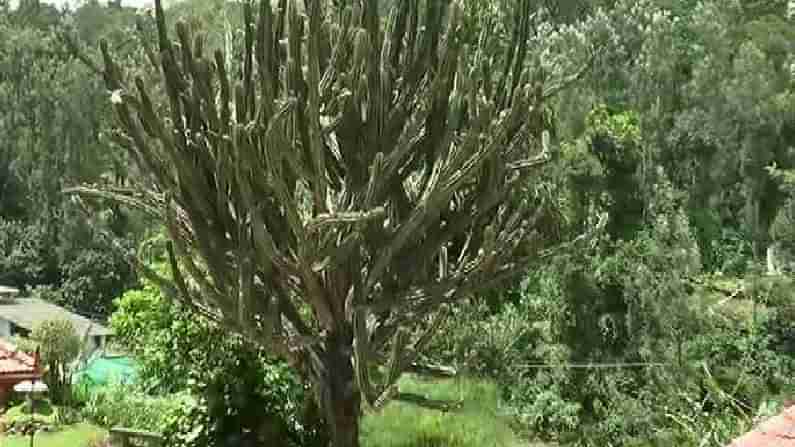 ನೂರು ವರ್ಷದ ಇತಿಹಾಸ ಹೊಂದಿದ ಪಾಪಸ್ ಕಳ್ಳಿ; ಗಿನ್ನಿಸ್ ರೆಕಾರ್ಡ್ ಸೇರುವ ಹೊಸ್ತಿಲಲ್ಲಿ ವಿದೇಶಿ ಗಿಡ