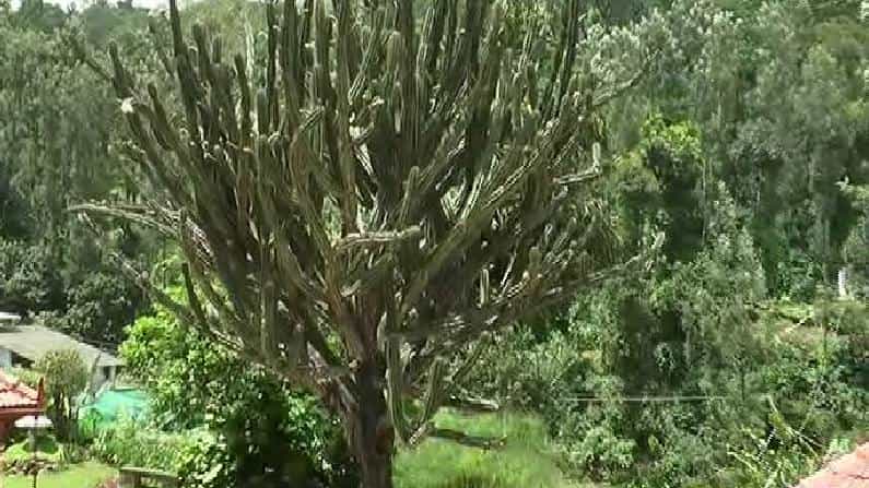 ನೂರು ವರ್ಷದ ಇತಿಹಾಸ ಹೊಂದಿದ ಪಾಪಸ್ ಕಳ್ಳಿ; ಗಿನ್ನಿಸ್ ರೆಕಾರ್ಡ್ ಸೇರುವ ಹೊಸ್ತಿಲಲ್ಲಿ ವಿದೇಶಿ ಗಿಡ ನೂರು ವರ್ಷದ ಇತಿಹಾಸ ಹೊಂದಿದ ಪಾಪಸ್ ಕಳ್ಳಿ; ಗಿನ್ನಿಸ್ ರೆಕಾರ್ಡ್ ಸೇರುವ ಹೊಸ್ತಿಲಲ್ಲಿ ವಿದೇಶಿ ಗಿಡ