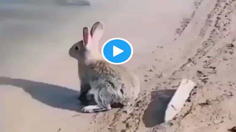 Viral Video: ಮೊಲದ ಮರಿ ಈಜುವುದನ್ನು ನೀವು ಎಂದಾದರೂ ನೋಡಿದ್ದೀರಾ? ಅಪರೂಪದ ದೃಶ್ಯ ವೈರಲ್ Viral Video: ಮೊಲದ ಮರಿ ಈಜುವುದನ್ನು ನೀವು ಎಂದಾದರೂ ನೋಡಿದ್ದೀರಾ? ಅಪರೂಪದ ದೃಶ್ಯ ವೈರಲ್