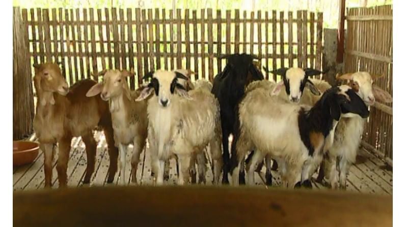 Sheep Kolar Farmer