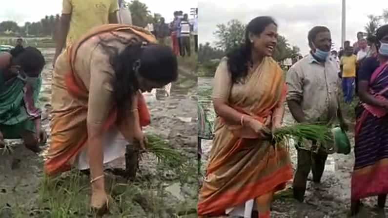 ಮಂಡ್ಯದಲ್ಲಿ ಮಹಿಳೆಯರ ಜೊತೆ ನಾಟಿ ಮಾಡಿದ ಕೇಂದ್ರ ಸಚಿವೆ ಶೋಭಾ ಕರಂದ್ಲಾಜೆ ಮಂಡ್ಯದಲ್ಲಿ ಮಹಿಳೆಯರ ಜೊತೆ ನಾಟಿ ಮಾಡಿದ ಕೇಂದ್ರ ಸಚಿವೆ ಶೋಭಾ ಕರಂದ್ಲಾಜೆ