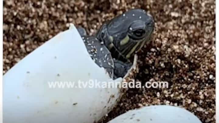 ಅಪಘಾತದಲ್ಲಿ ಮೃತಪಟ್ಟ ಗರ್ಭಿಣಿ ಆಮೆ; ಮೊಟ್ಟೆಗಳಿಗೆ ಜನ್ಮದಾತನಾದ ವಿಜ್ಞಾನಿ - ವಿಡಿಯೋ ನೋಡಿ ಅಪಘಾತದಲ್ಲಿ ಮೃತಪಟ್ಟ ಗರ್ಭಿಣಿ ಆಮೆ; ಮೊಟ್ಟೆಗಳಿಗೆ ಜನ್ಮದಾತನಾದ ವಿಜ್ಞಾನಿ - ವಿಡಿಯೋ ನೋಡಿ