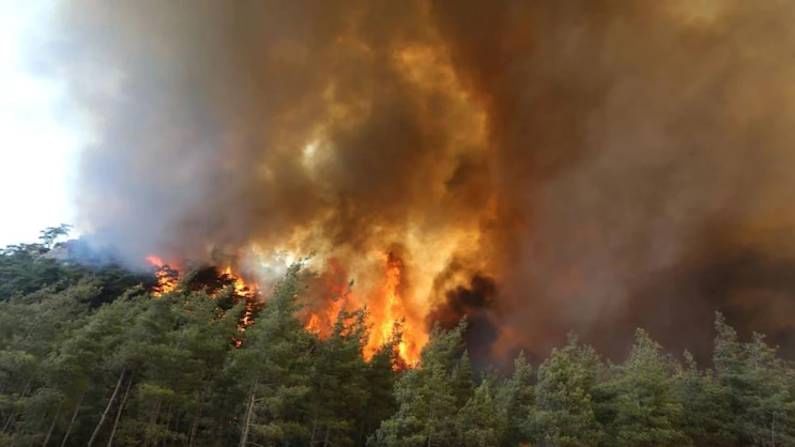 Turkey Wildfire: ಟರ್ಕಿಯಲ್ಲಿ ಕರಾಳ ಕಾಡ್ಗಿಚ್ಚು; 100ಕ್ಕೂ ಹೆಚ್ಚು ಪ್ರದೇಶಗಳಿಗೆ ಆವರಿಸಿದ ಬೆಂಕಿ, ಸಾವಿನ ಸಂಖ್ಯೆ 8ಕ್ಕೆ ಏರಿಕೆ