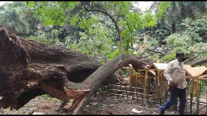 Tree Fall at Bengaluru