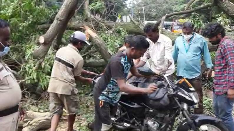 ಬೆಂಗಳೂರಿನ ಪೊಲೀಸ್ ತಿಮ್ಮಯ್ಯ ಸರ್ಕಲ್‌ ಬಳಿ ಧರೆಗುರುಳಿದ ಮರ; ಮರದಡಿ ಇದ್ದ ತಂದೆ-ಮಗ ಅದೃಷ್ಟವಶಾತ್ ಪಾರು