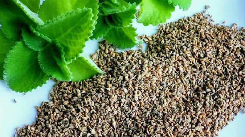 Carom Seeds: ಓಂ ಕಾಳು ರುಚಿಯ ಜತೆಗೆ ಹಲವು ಆರೋಗ್ಯಕರ ಗುಣಗಳನ್ನು ಹೊಂದಿದೆ Carom Seeds: ಓಂ ಕಾಳು ರುಚಿಯ ಜತೆಗೆ ಹಲವು ಆರೋಗ್ಯಕರ ಗುಣಗಳನ್ನು ಹೊಂದಿದೆ