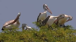 Coronavirus cases in India: ದೇಶದಲ್ಲಿ 32,937 ಹೊಸ ಕೊವಿಡ್ ಪ್ರಕರಣಗಳು ಪತ್ತೆ, 417 ಮಂದಿ ಸಾವು