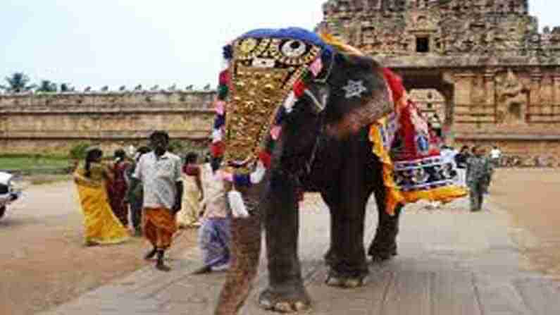 ದೇವಸ್ಥಾನಗಳಲ್ಲಿ ಪೂಜಾ ಕಾರ್ಯಗಳಿಗೆ ಆನೆ ಬಳಸುವುದೇ ಕ್ರೌರ್ಯ: ಚಾಟಿ ಬೀಸಿದ ಮುಖ್ಯ ನ್ಯಾಯಮೂರ್ತಿ ಓಕ ನ್ಯಾಯಪೀಠ