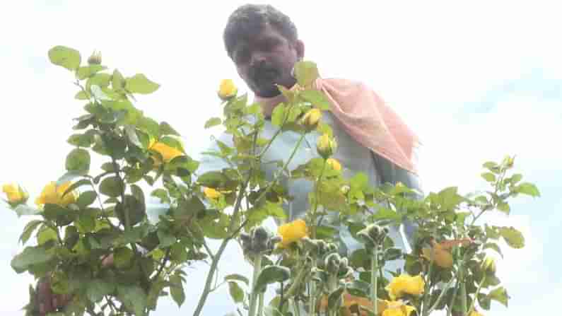 ಗದಗ: ಎರಡು ಎಕರೆ ಜಮೀನಿನಲ್ಲಿ ಭರ್ಜರಿ ಗುಲಾಬಿ ಹೂವು ಬೆಳೆದ ಉಪನ್ಯಾಸಕ; ಲಕ್ಷ ಲಕ್ಷ ರೂಪಾಯಿ ಸಂಪಾದನೆ