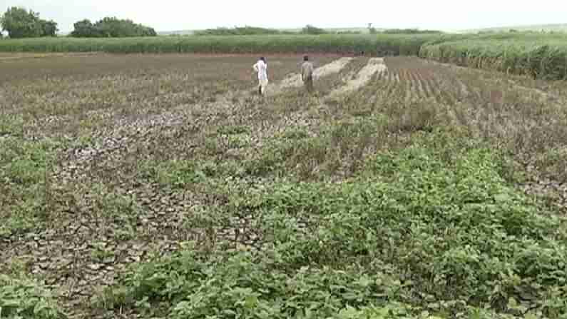 ಗದಗ: ಮಲಪ್ರಭಾ ನದಿ ಪ್ರವಾಹಕ್ಕೆ ತತ್ತರಿಸಿದ ರೈತರು; ಸತತ ಎರಡು ವರ್ಷದಿಂದ ಬೆಳೆ ನಾಶ