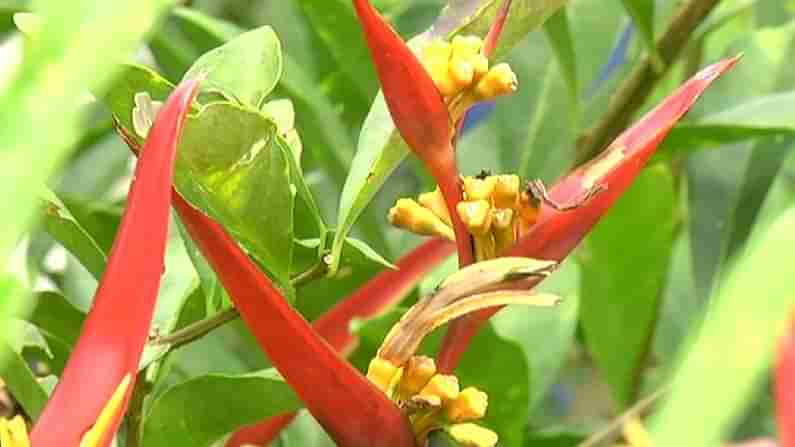 ಕೊಡಗು: ಎರಡು ದಶಕಗಳಿಂದ ಮನೆಯಂಗಳದಲ್ಲಿ ಅರಳುತ್ತಿದೆ ವಿದೇಶಿ ಹೂವು; ಮಹಿಳೆಯರಿಂದಲೇ ಹೂದೋಟ ಕೃಷಿ ಆರಂಭ