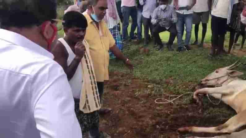 ಹೊಲದಲ್ಲಿ ಕಾಲು ಮುರಿದುಕೊಂಡ ಎತ್ತು; ಮಾನವೀಯತೆ ಮೆರೆದ ಮಾಜಿ ಡಿಸಿಎಂ ಡಾ. ಜಿ. ಪರಮೇಶ್ವರ್