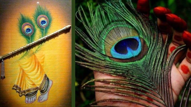 janmashtami 2021: ಕೃಷ್ಣ ಜನ್ಮಾಷ್ಟಮಿ - ಶ್ರೀ ಕೃಷ್ಣನಿಗೆ ಕೊಳಲು ಮತ್ತು ನವಿಲುಗರಿ ಅಂದರೆ ಇಷ್ಟ, ಯಾಕೆ ಗೊತ್ತಾ? janmashtami 2021: ಕೃಷ್ಣ ಜನ್ಮಾಷ್ಟಮಿ - ಶ್ರೀ ಕೃಷ್ಣನಿಗೆ ಕೊಳಲು ಮತ್ತು ನವಿಲುಗರಿ ಅಂದರೆ ಇಷ್ಟ, ಯಾಕೆ ಗೊತ್ತಾ?