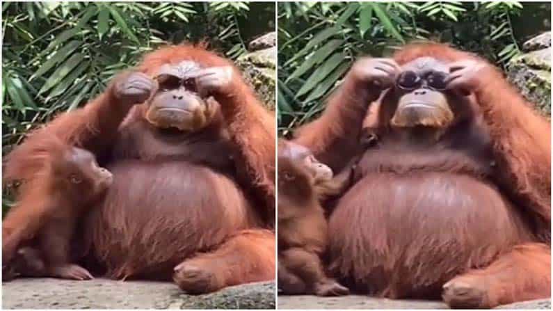 Viral Video: ಸ್ಟೈಲ್ಆಗಿ ಸನ್ಗ್ಲಾಸ್ ತೊಟ್ಟು ಕುಳಿತ ಒರಾಂಗೂಟಾನ್! ವಿಡಿಯೋ ವೈರಲ್