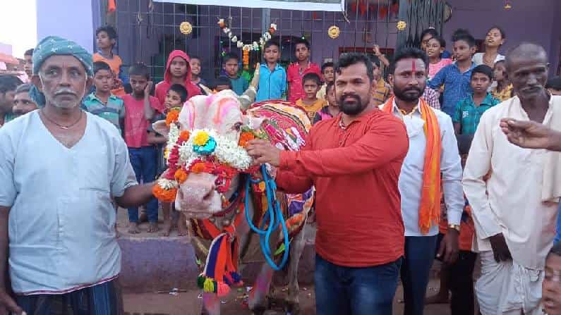 ಧಾರವಾಡದ ಮೈಲಾರಿಗೆ ಗ್ರಾಮಸ್ಥರಿಂದ ಬೀಳ್ಕೊಡುಗೆ; ವಿಶೇಷ ಆಚರಣೆಗೆ ಸಾಕ್ಷಿಯಾದ ಹೋರಿ ನಿವೃತ್ತಿ ಧಾರವಾಡದ ಮೈಲಾರಿಗೆ ಗ್ರಾಮಸ್ಥರಿಂದ ಬೀಳ್ಕೊಡುಗೆ; ವಿಶೇಷ ಆಚರಣೆಗೆ ಸಾಕ್ಷಿಯಾದ ಹೋರಿ ನಿವೃತ್ತಿ