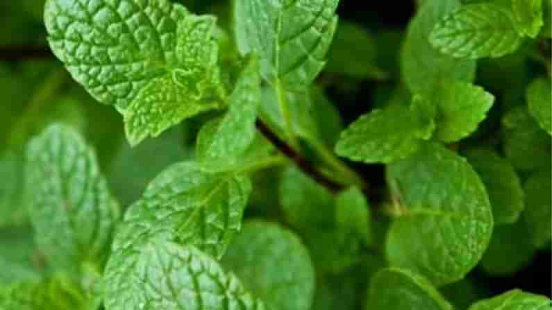 Mint Benefits: ಚರ್ಮಕ್ಕೆ ಸಂಬಂಧಿಸಿದ ಎಲ್ಲಾ ಕಾಯಿಲೆಗೂ ಪುದೀನಾ ರಾಮಬಾಣ