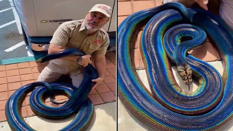 Viral Video: ಕಾಮನಬಿಲ್ಲು ಬಣ್ಣದ ಹೆಬ್ಬಾವನ್ನು ಎಂದಾದರೂ ನೋಡಿದ್ದೀರಾ? Viral Video: ಕಾಮನಬಿಲ್ಲು ಬಣ್ಣದ ಹೆಬ್ಬಾವನ್ನು ಎಂದಾದರೂ ನೋಡಿದ್ದೀರಾ?