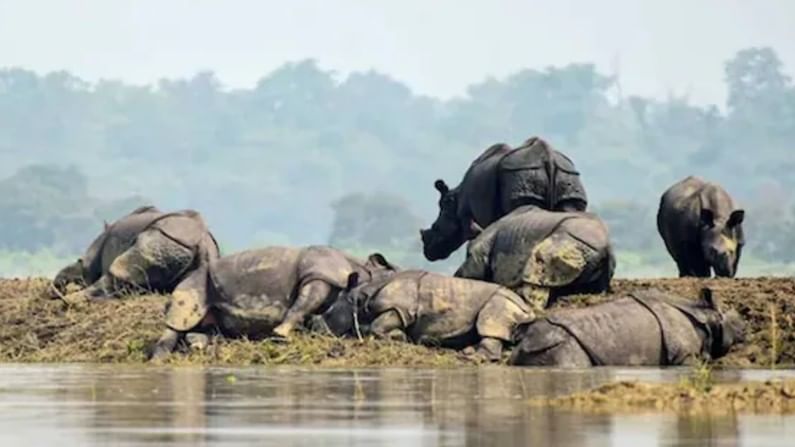 Assam Floods: ಅಸ್ಸಾಂ ಕಾಜಿರಂಗ್​ ರಾಷ್ಟ್ರೀಯ ಉದ್ಯಾನ ಜಲಾವೃತ; 24 ಪ್ರಾಣಿಗಳು ಸಾವು, ಸಂಕಷ್ಟದಲ್ಲಿ 1.8 ಲಕ್ಷ ಜನ