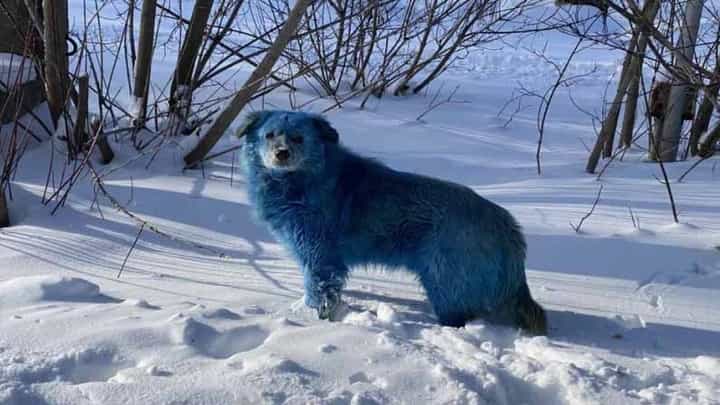 ನೀಲಿ ಬಣ್ಣದ ನರಿಯ ಕತೆ ನಿಮಗೆ ಗೊತ್ತಿರಬಹುದು, ಅದರೆ ಅದೇ ಬಣ್ಣದ ನಾಯಿಗಳ ಕತೆ ಪ್ರಾಯಶಃ ಕೇಳಿರಲಾರಿರಿ! ನೀಲಿ ಬಣ್ಣದ ನರಿಯ ಕತೆ ನಿಮಗೆ ಗೊತ್ತಿರಬಹುದು, ಅದರೆ ಅದೇ ಬಣ್ಣದ ನಾಯಿಗಳ ಕತೆ ಪ್ರಾಯಶಃ ಕೇಳಿರಲಾರಿರಿ!