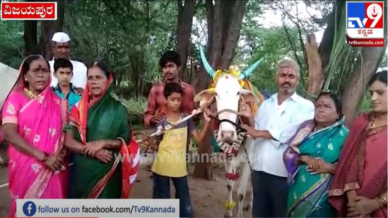 ವಿಜಯಪುರ: ಆಕಳಿಗೆ ಸೀಮಂತ; ಅಪರೂಪದ ಸಂಪ್ರದಾಯ ಆಚರಣೆ- ವಿಡಿಯೋ ನೋಡಿ ವಿಜಯಪುರ: ಆಕಳಿಗೆ ಸೀಮಂತ; ಅಪರೂಪದ ಸಂಪ್ರದಾಯ ಆಚರಣೆ- ವಿಡಿಯೋ ನೋಡಿ